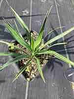 耐寒性ユッカ3頭キングギドラ◇ドライガーデン多肉サボテン　アガベ ヤシ　ドラセナ 極耐寒性ユッカグロリオサ大株◇南国ドライガーデン西海岸アガベ